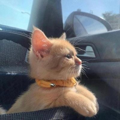 Shireen Mazari avatar